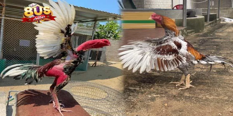 Cách chơi đá gà online 8US hiệu quả