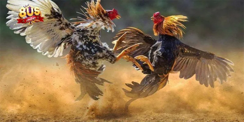 Các phương pháp nạp carbo cho gà đá hiệu quả