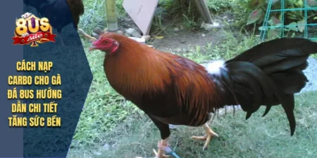 Cách Nạp Carbo Cho Gà Đá 8US