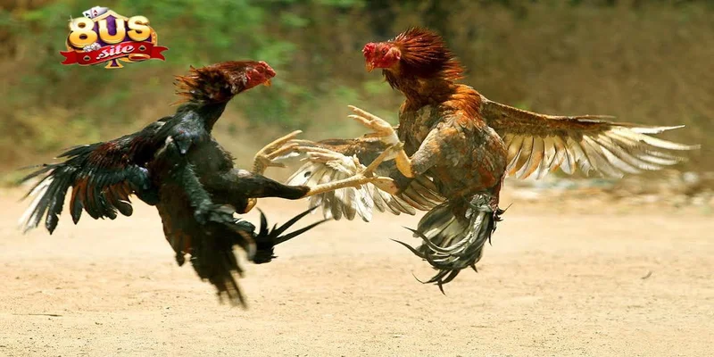 Trải nghiệm cá cược đỉnh cao với đá gà 8US