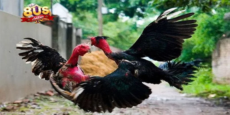 Những kinh nghiệm giúp người chơi thắng lớn khi cá cược đá gà